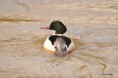 /album/ornithologie/mergus-merganser-jpg/